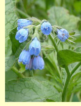 Окопник лекарственный (Symphytim officinale L) Окопник лекарственный (Symphytim officinale L)